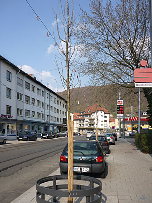 Bereits im Spätherbst gepflanzt: Bäume in der Karlsruher Straße